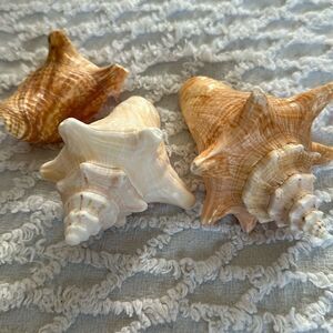 Sea Shells From Bahamas Small Unharvested Conch